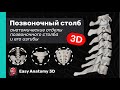 Анатомия позвоночного столба 3D | Изгибы позвоночного столба | Easy Anatomy 2024