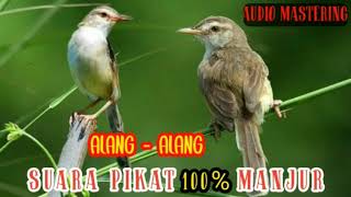 suara pikat burung Alang - Alang / Klik 100% Ampuh