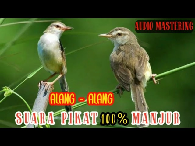 suara pikat burung Alang - Alang / Klik 100% Ampuh class=