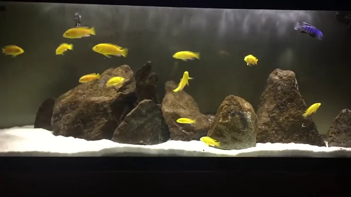 HOW TO: Lower Temperatures | Increase Oxygen in Aquarium