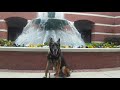 CCSO K9 Largo End Of Watch