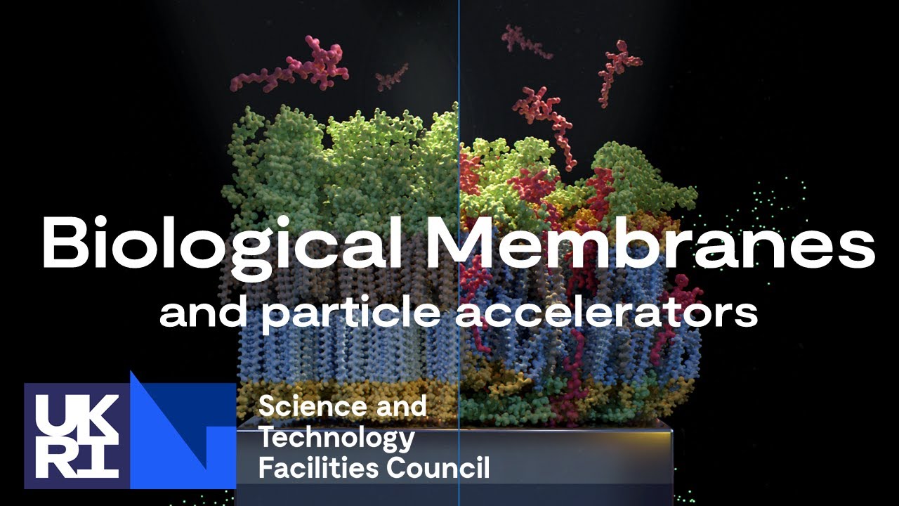 Using Particle Accelerators to Model Biological Structures
