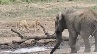 Huge elephant attacking group of sleeping lions video