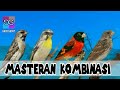 Masteran Kombinasi Blackthroat Lemon Finch Red Siskin Dan Sanger Mp3 - Mp4 Download