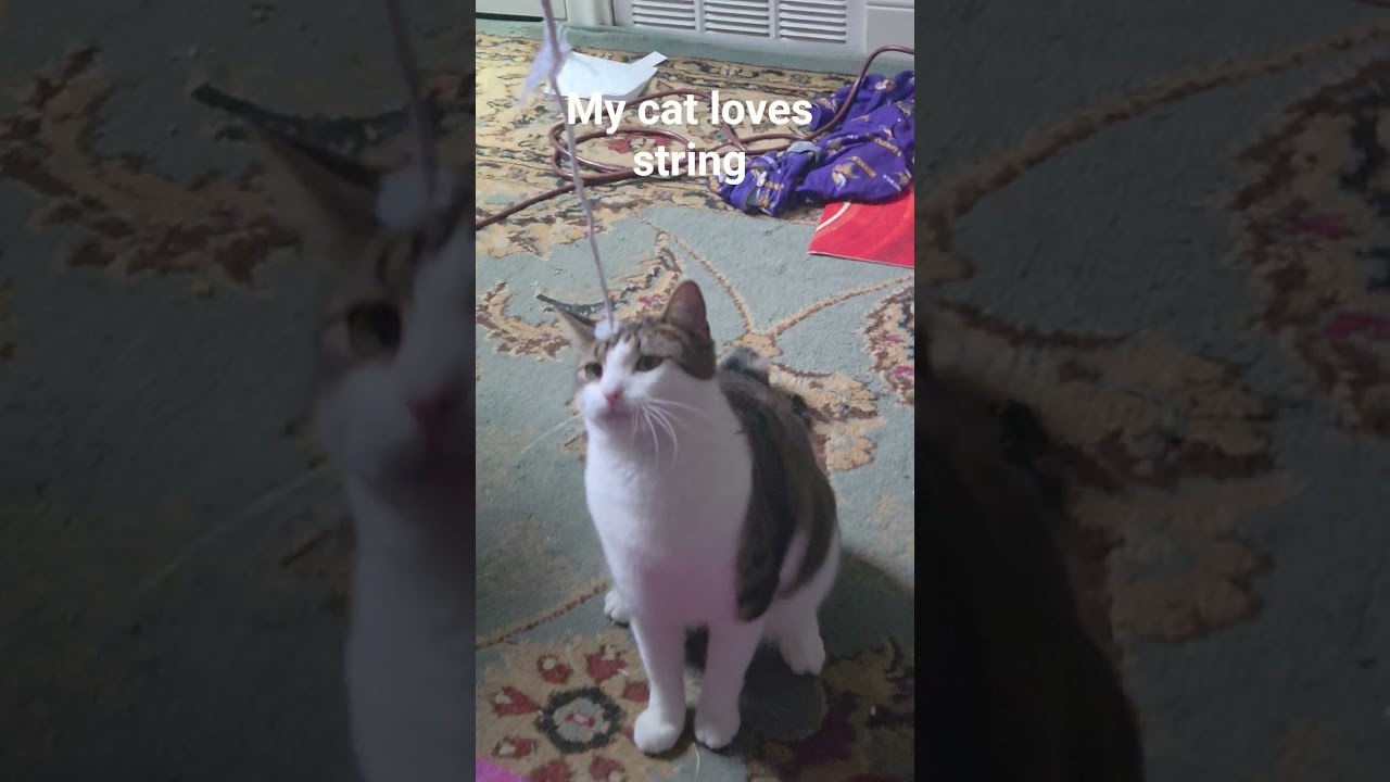 My cat loves to play with string. 