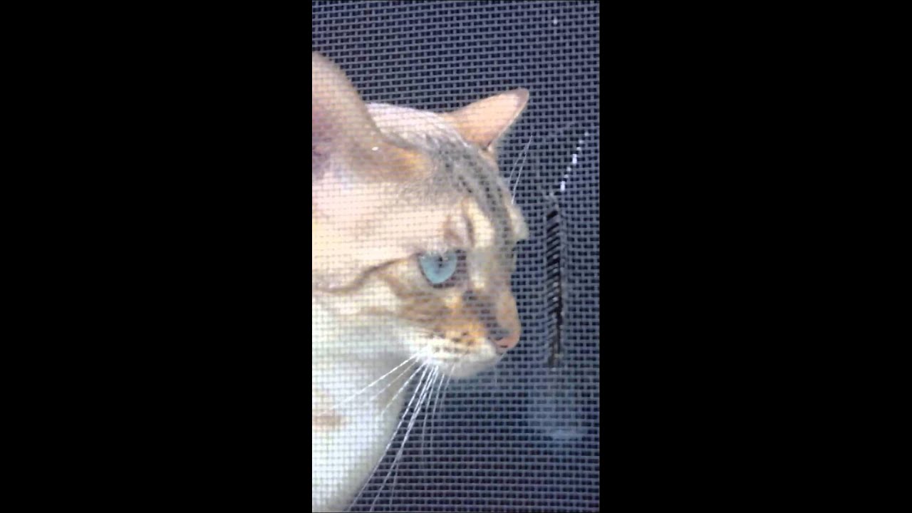 Bengal cat doing a funny gurgle meow YouTube