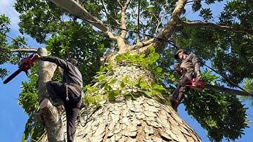 Cưa  cây  xà  cừ  siêu  khủng  ,Siêu  nhánh  ,Trùm  lên  trụ  điện  .Cưa  cây  kỷ  thuật