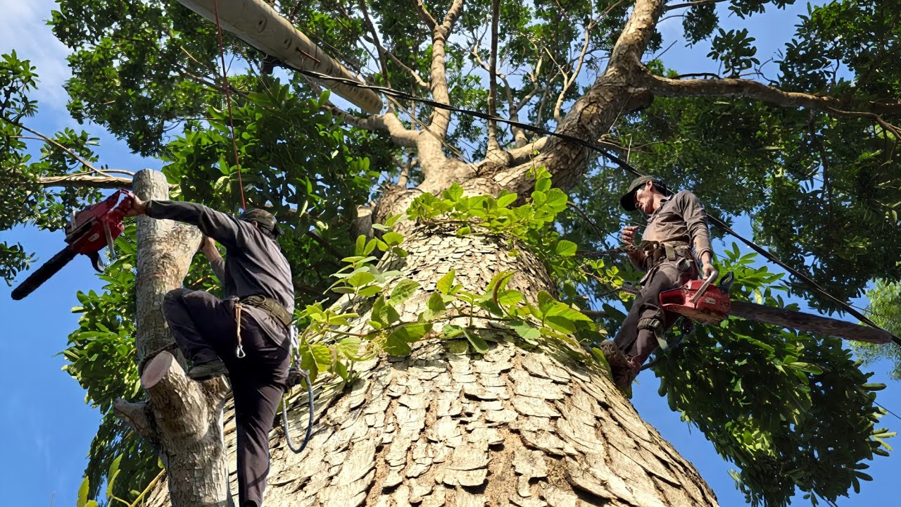 Cưa  cây  xà  cừ  siêu  khủng  ,Siêu  nhánh  ,Trùm  lên  trụ  điện  .Cưa  cây  kỷ  thuật