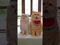 Fight with #exlittlebeans for fish. #funnycats #funnyvideo
