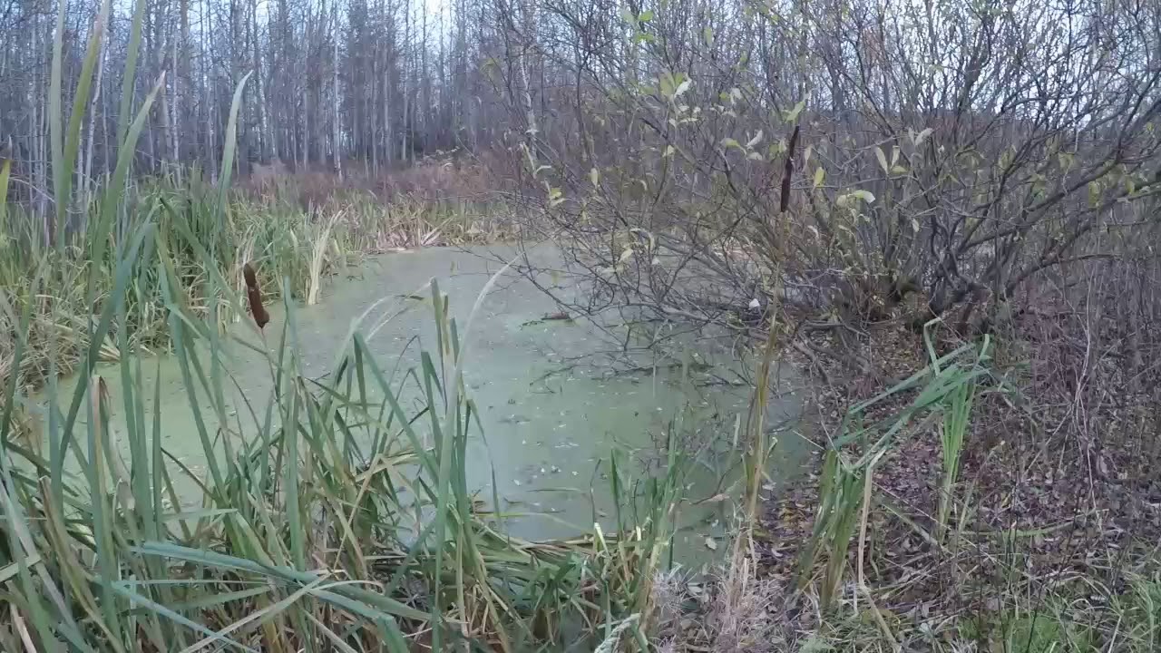 Охота на утку 2018!!!!