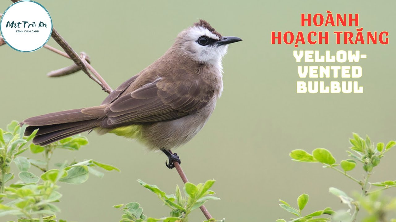 ✅Tiếng chim Hoành hoạch trắng mồi chuẩn không tạp âm mp3 | Yellow-vente Bulbul sound call