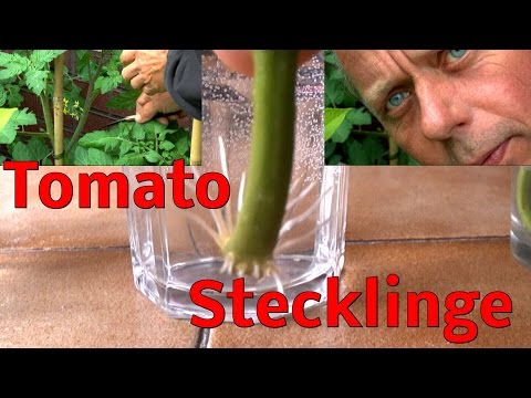 Video: Winteraussaat Von Tomaten Für Setzlinge