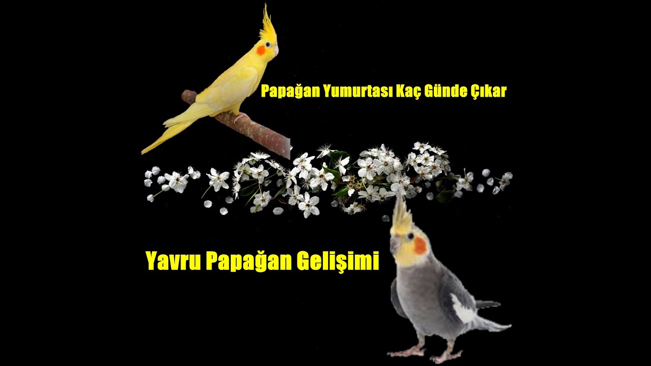 Sultan Papağanı Yumurtadan Kaç Günde Çıkar ve Yavru Gelişimi