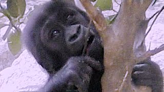 なんでも口に入れて確認する赤ちゃんゴリラ💗キンタロウ９ヶ月【京都市動物園】