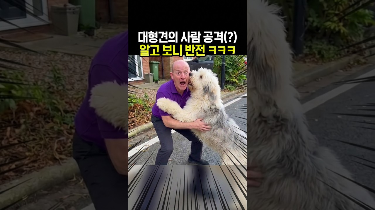 영국인 아빠가 한국 토종 삽살개 키우면 벌어지는 일
