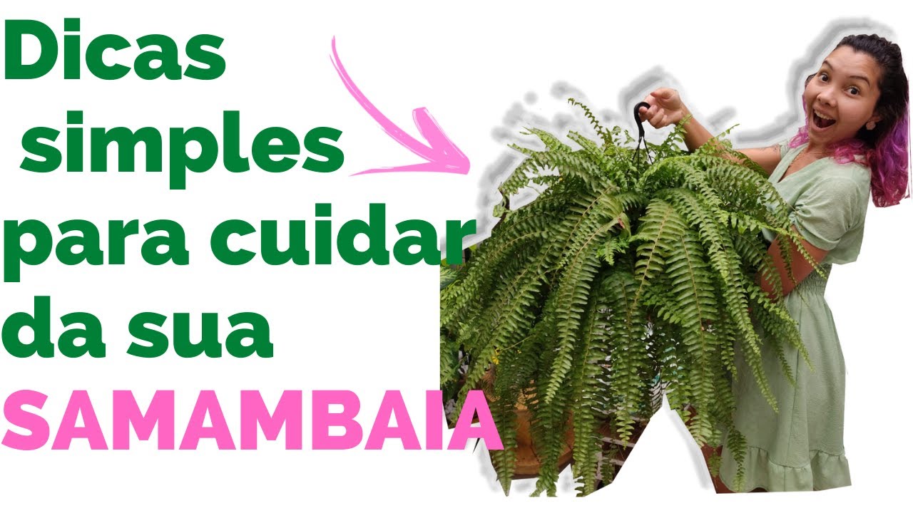 Como cuidar da sua SAMAMBAIA Dicas para você manter ela sempre linda