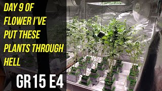 Day 9 of Flower I've Put These Plants Through Hell - GR15 E4