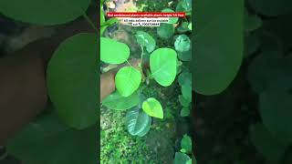Red sandal wood plants For sale cheap price strong and Healthy Quality #farming #specialplants