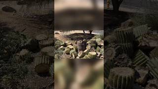 My saguaro cactus fell over 😔