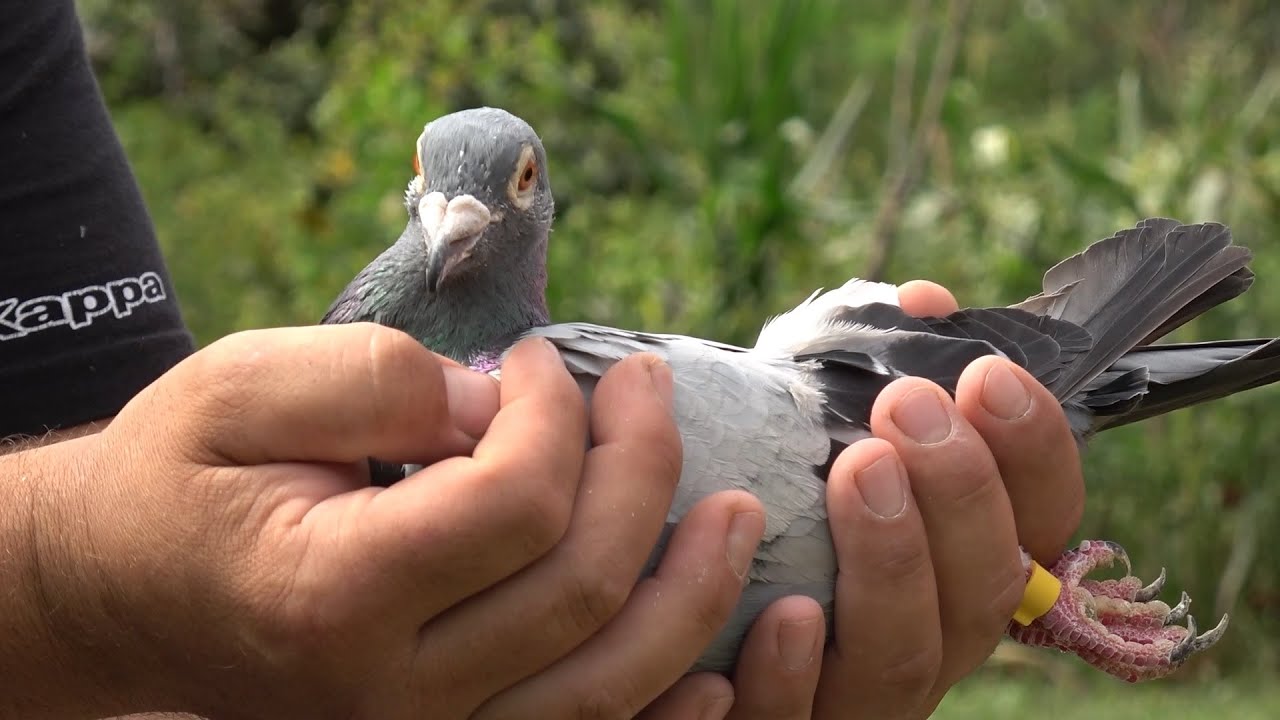 Prezentare porumbei voiajori cu Dumitru de la Tur, Satu Mare - 2025 Nou!!!