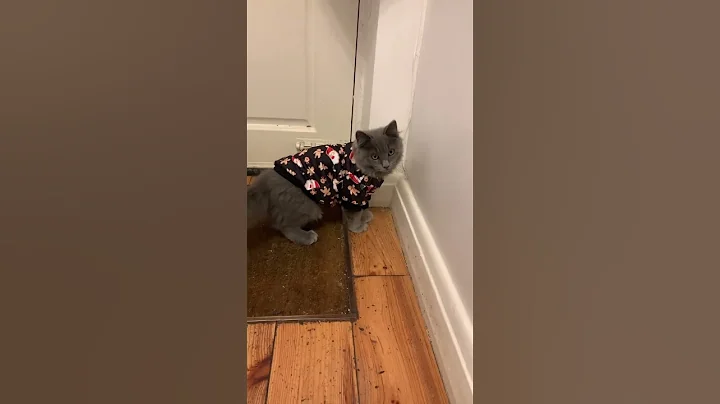 Video 5614361: pet cat kitten kitty, cat kitty kitten dance, kitty kitten pet cute, kitten kitty pets funny, kitten kittycat pets