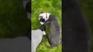 Apbt.online-Pedigreesmodules?Namepublic&Fileprintpedigree&Dogid928996