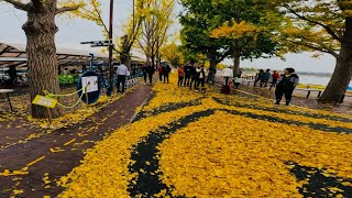 Autumn in Korea 🇰🇷