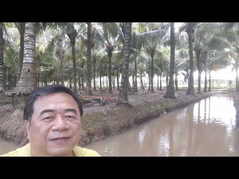 越南椰子樹林休息站一
