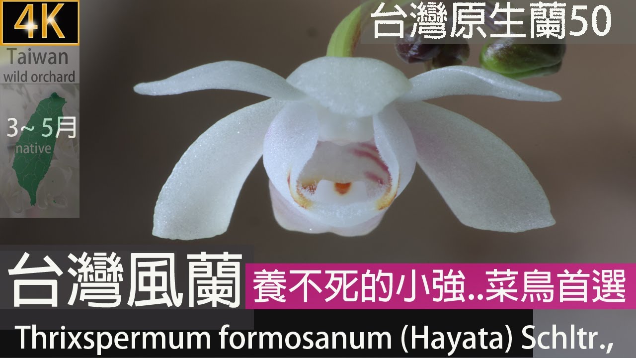 台灣原生蘭,台灣風蘭,Thrixspermum formosanum (Hayata) Schltr.,台灣風鈴蘭花期  3-5月,花壽只有半日多,台灣野生蘭花,202505