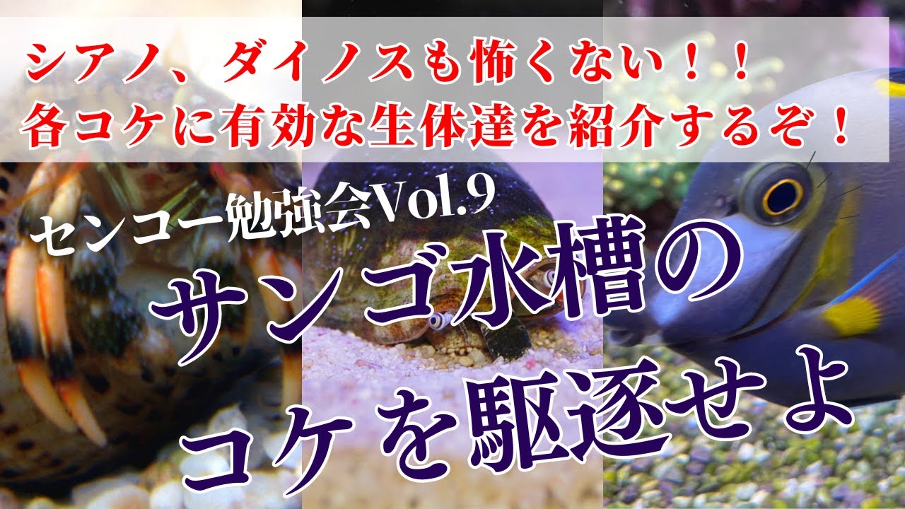 シアノ・ダイノスも怖くない？サンゴ水槽のコケを駆逐せよ！センコー勉強会Vol.9
