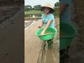 Ternyata seperti ini menyemai padi di tray untuk ditanam dengan cara di lempar