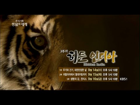 160914 추석기획 동물의세계-히든 인디아 예고 ㅣ KBS방송