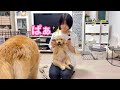 姉のおもちゃとして本領を発揮しだしたゴルパピだいふく【ゴールデンレトリバーとミニチュアダックスフンド】
