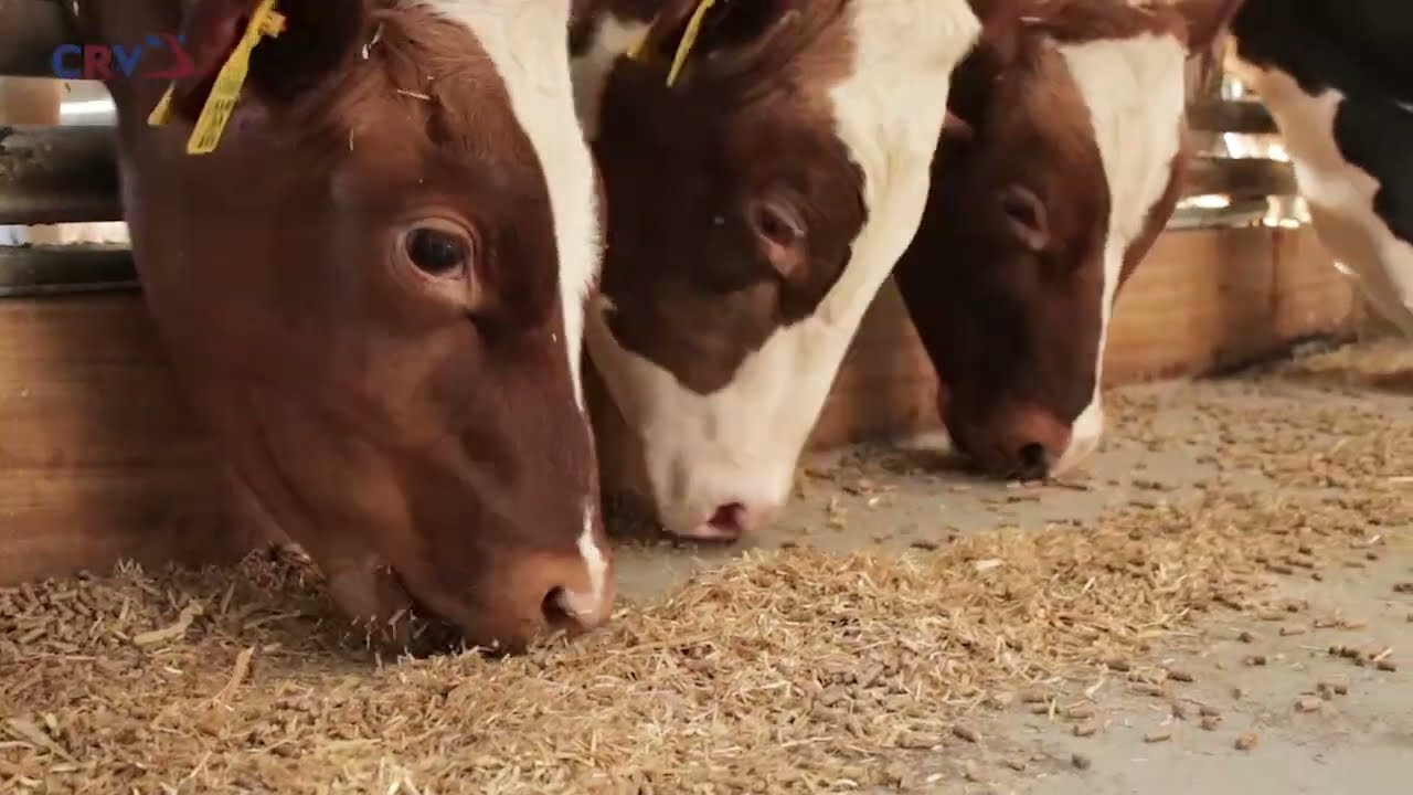 CRV opfokstal in Ambt Delden