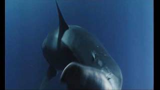 Unsere Ozeane Movie Filmclip03