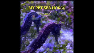 Rescued one eyed seahorse & shrimp by DO IT YOURSELF ITS EASY 36 views 1 month ago 37 seconds