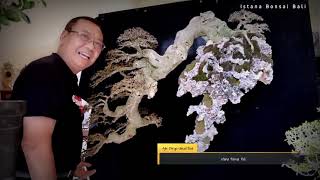 🔴Bonsai serut terbang karya pak Agung pc istana bonsai bali ‼️viral