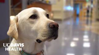 Meet Daniels, the New Facility Dog at UC Davis Children's Hospital