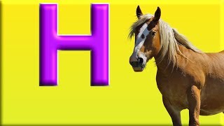 Letter H  - Alphabet Animals with Animal Names &amp; Animal Sounds