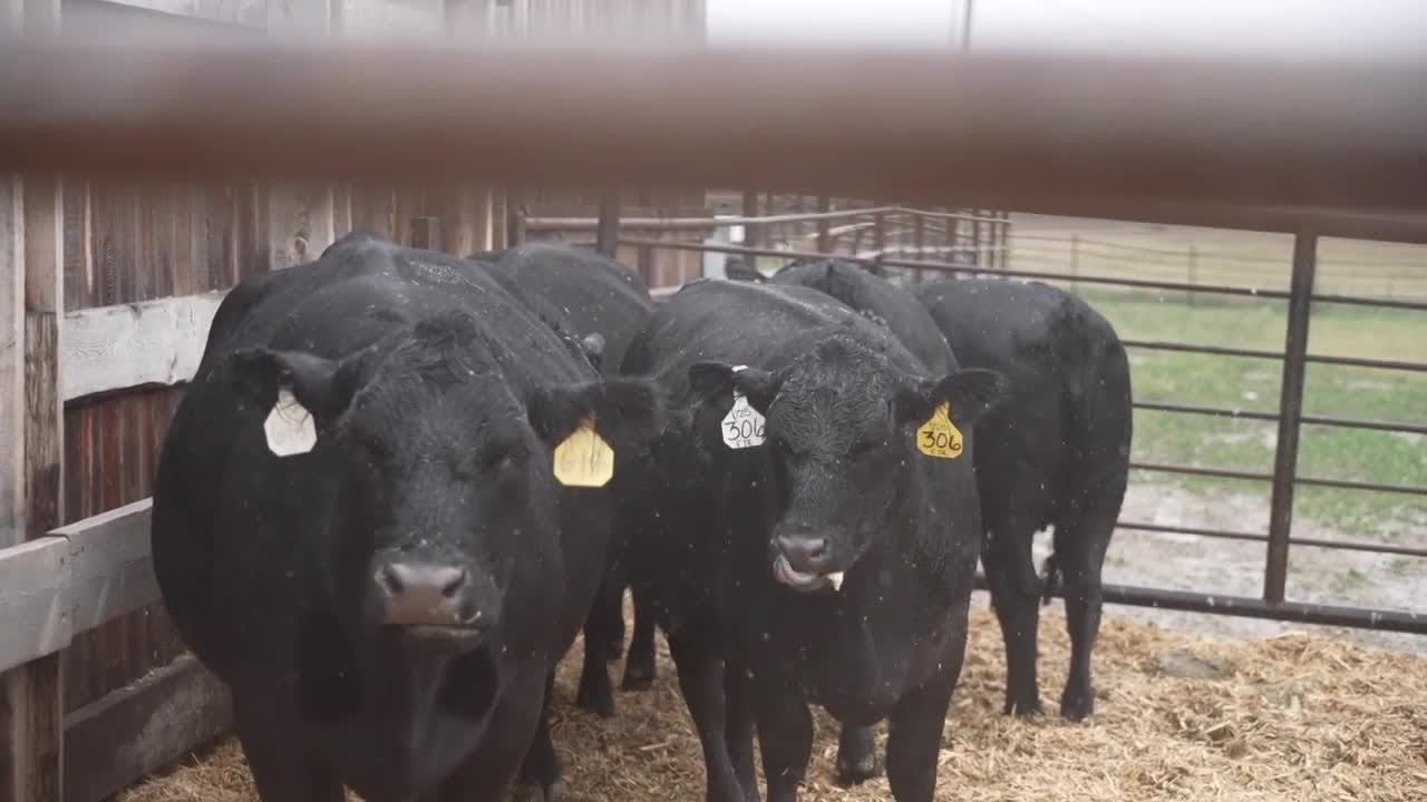 'Angus Tour' rolls across Montana