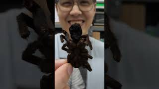 Dried Tarantula Tastes Weird