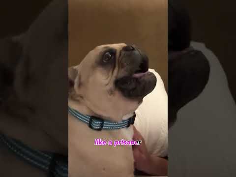 Rigatoni is a star and he knows it