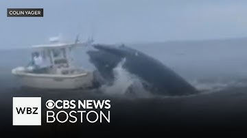 Whale capsizes boat off coast of New Hampshire