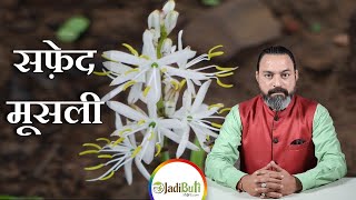 Benefits Of Safed Musli Ke Fayde Jadibutistore