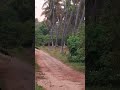 morningvibes with deers #nkpnature #wilddeers #savewildlife #savenature #savewildanimals #savedeers