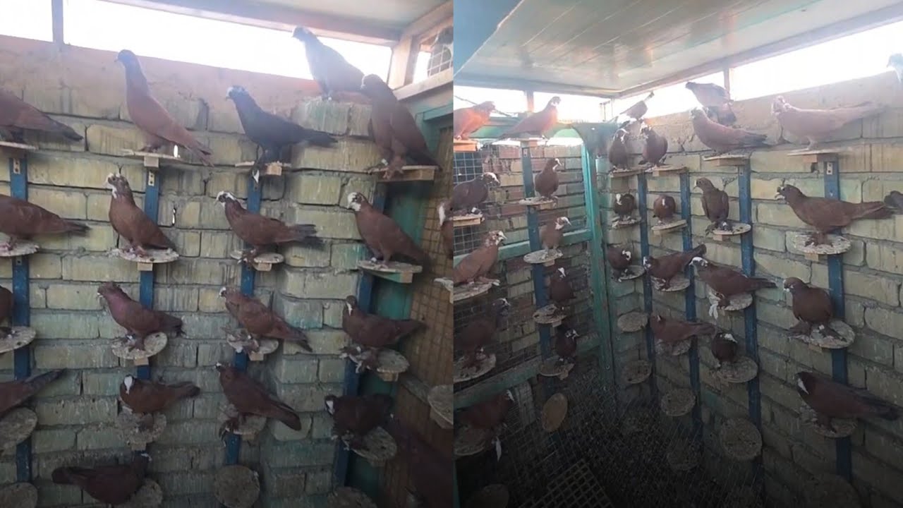 زياره ميدانيه في منطقه المدينه  يم الكابتن عمار  ابو ياسر عنده طيور خط اول 