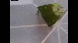 Leaf Like Insect Must Watch