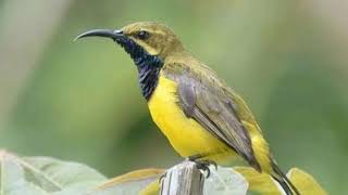 Download lagu Suara Kicauan Burung Sogon/sogok Ontong Di Alam Liar Untuk Pikat Terbaru Di Jami mp3