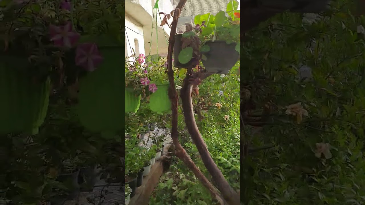 موعد تزهير شجرة الجاردينيا والفُل