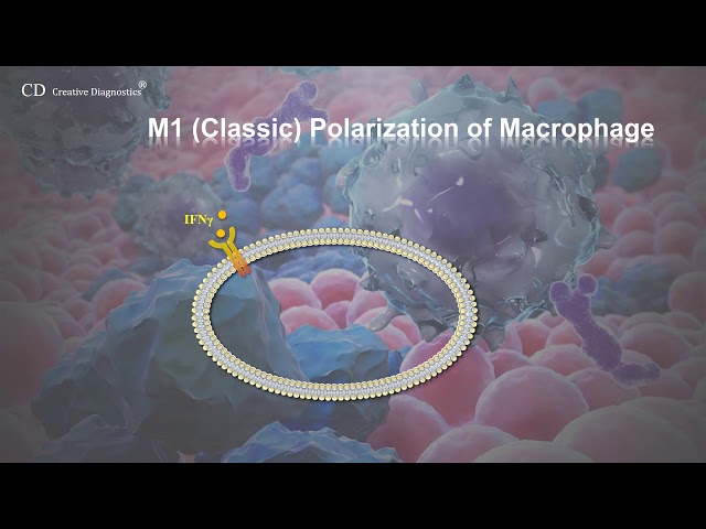 macrophage phenotype class=